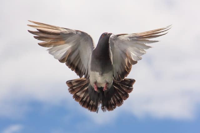 עדכון יונה - Google Pigeon